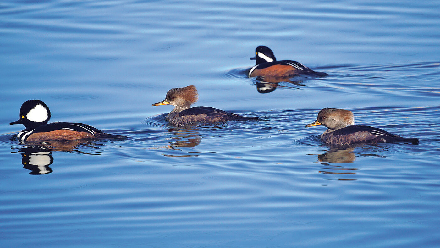 Hooded mergansers